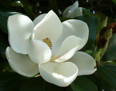 The Comprehensive Guide to the Benefits of Magnolia Flower Supplements