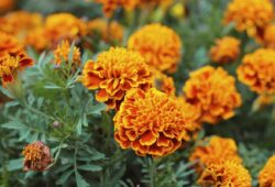 The Comprehensive Guide to the Benefits of Marigold Supplements