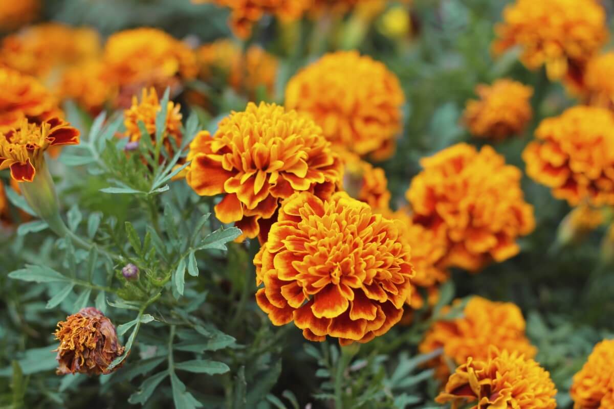 The Comprehensive Guide to the Benefits of Marigold Supplements