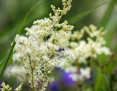The Comprehensive Guide to the Benefits of Meadowsweet Supplements