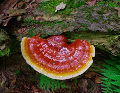 The Comprehensive Guide to the Benefits of Reishi Functional Mushrooms